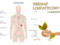Ilustracja układu limfatycznego, pokazująca węzły chłonne i naczynia. Obok suplementy diety, które mogą pomóc jak pobudzić limfę.