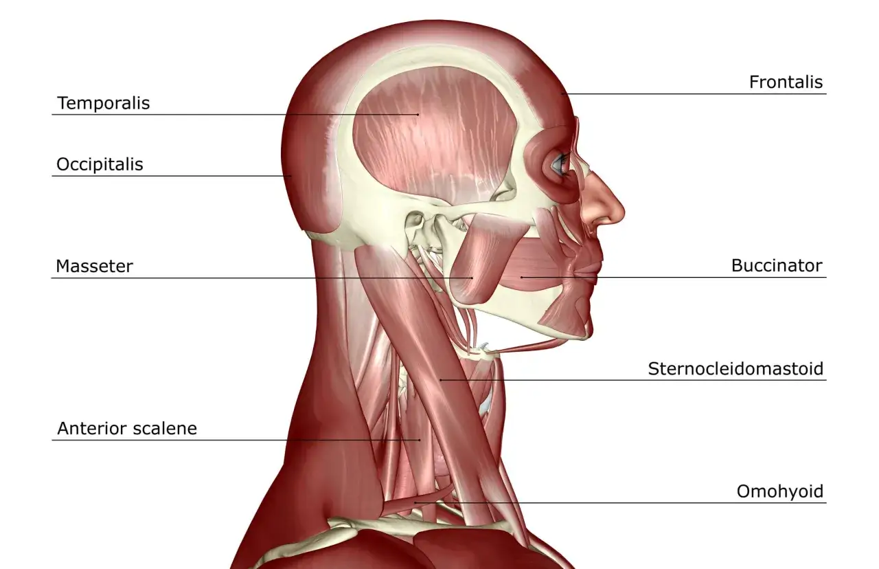 Anatomia mięśni głowy i szyi. Widoczny mięsień żwacz, odpowiedzialny za żucie, może być przerostnięty przy bruksizmie, nadając twarzy kwadratowy kształt.